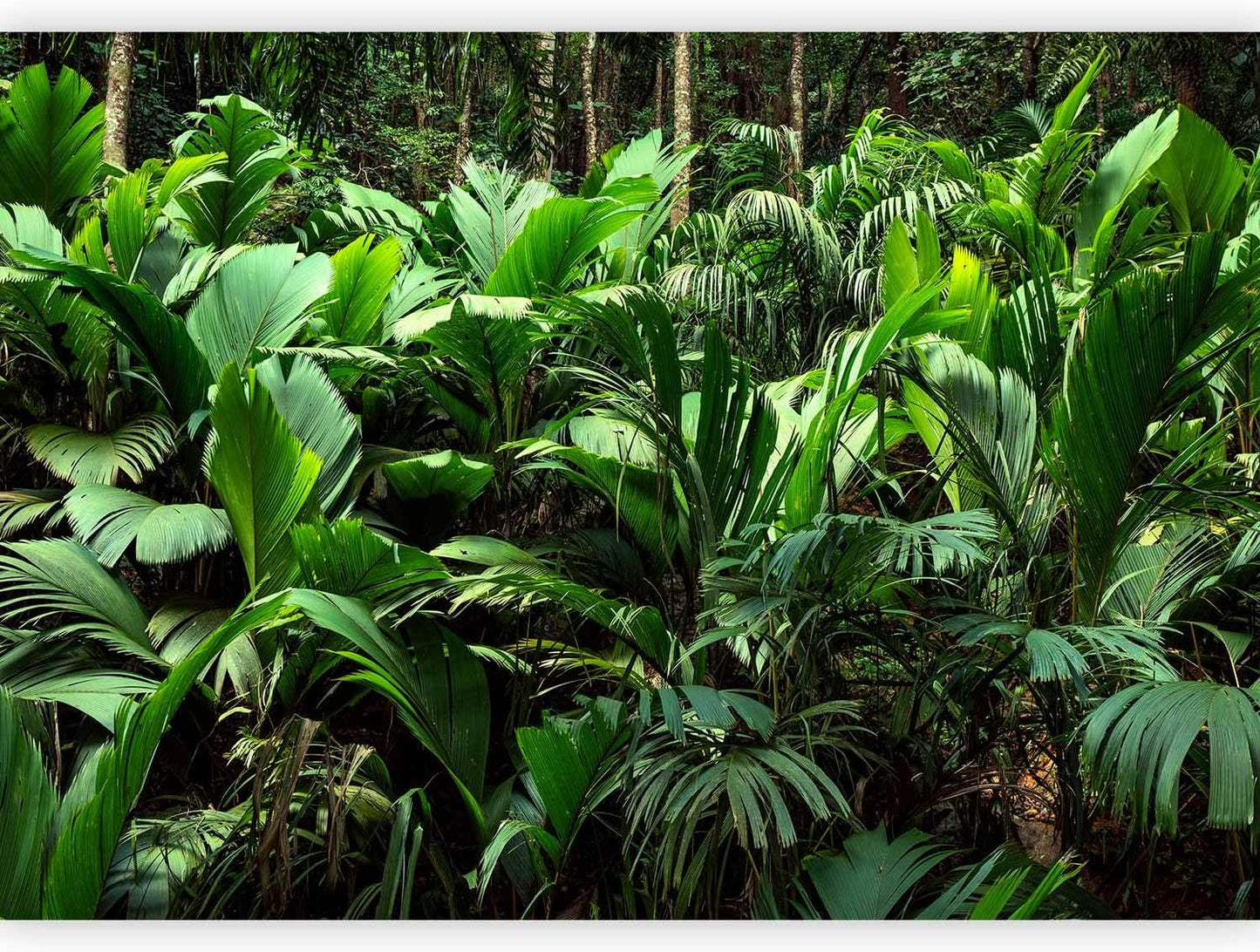 artgeist Wall Mural Nature 154x110 in - XXL Peel and Stick Self-Adhesive Wallpaper Removable Large Sticker Foil Wall Decor Print Picture Image Design Botanical Plants Jungle Leaves b-B-0594-a-a